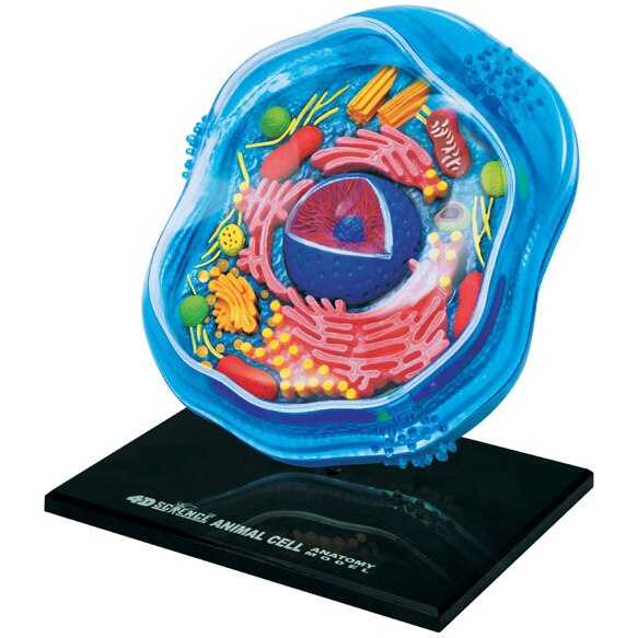 Jucarie educativa, figurina anatomica Mappy 4D Vision Science - Celula Animala, 24 piese detasabile