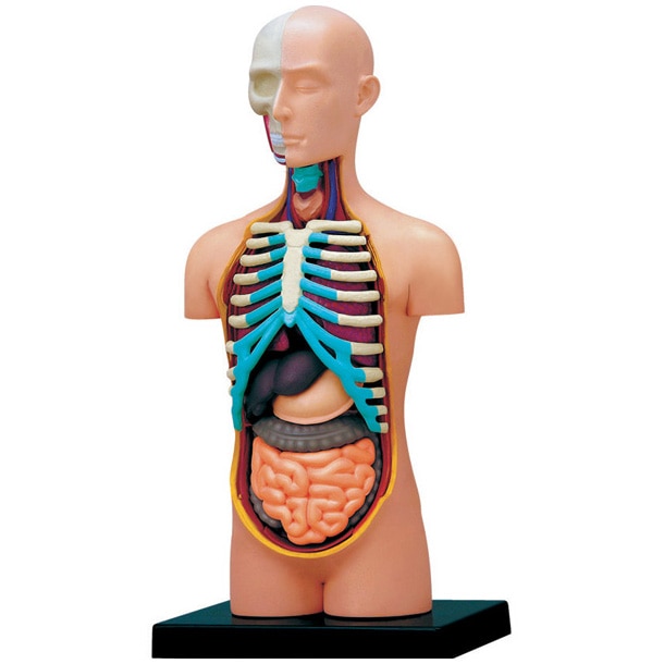 Figurina anatomica educativa Mappy 4D Master - Corpul uman - trunchi, 32 piese