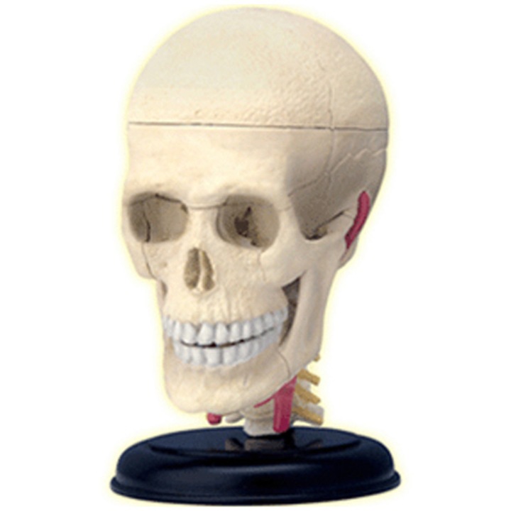Figurina anatomica educativa Mappy 4D Master - Corpul uman - craniu, 39 piese