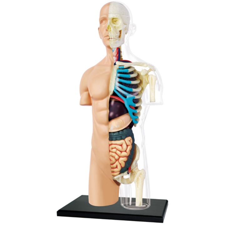 Figurina anatomica educativa Mappy 4D Master - Corpul uman - trunchi, 37 piese