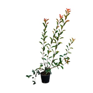 Pomi, arbusti si butasi