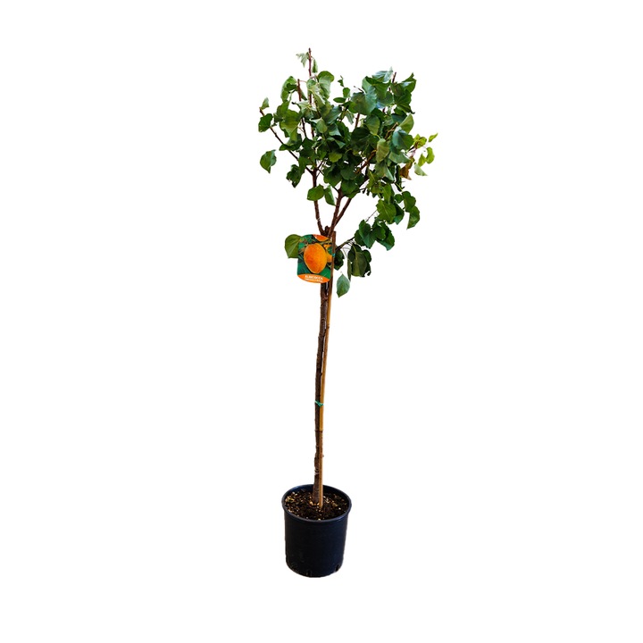 Cais Precoce D˙Imola, Prunus Armeniaca Precoce D˙Imola, ghiveci 9L, H 150-170 cm, an 3 pe rod, autopelenizator