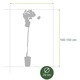 Cais Luizet, Prunus Armeniaca Luizet, ghiveci 3.6L, H 120-140 cm, autopelenizator