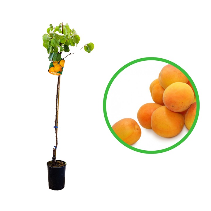 Cais Luizet, Prunus Armeniaca Luizet, ghiveci 3.6L, H 120-140 cm, autopelenizator