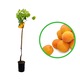 Cais Luizet, Prunus Armeniaca Luizet, ghiveci 3.6L, H 120-140 cm, autopelenizator