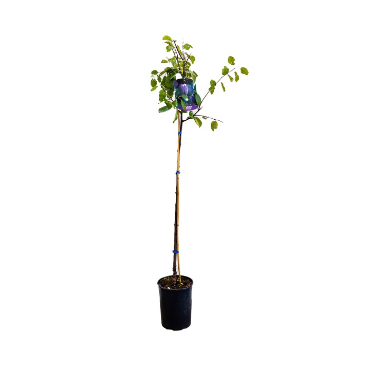 Prun Stanley, Prunus Domestica Stanley, ghiveci 3.6L, H 100-120 cm, polenizare cu pereche