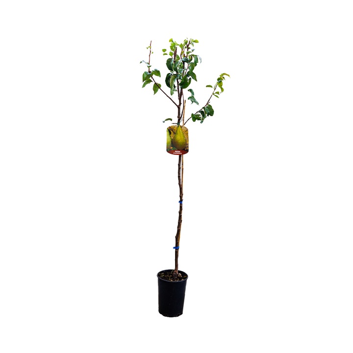 Par Conference, Pyrus Comunis Conference, ghiveci 3.6L, H 100-120 cm, polenizare cu pereche