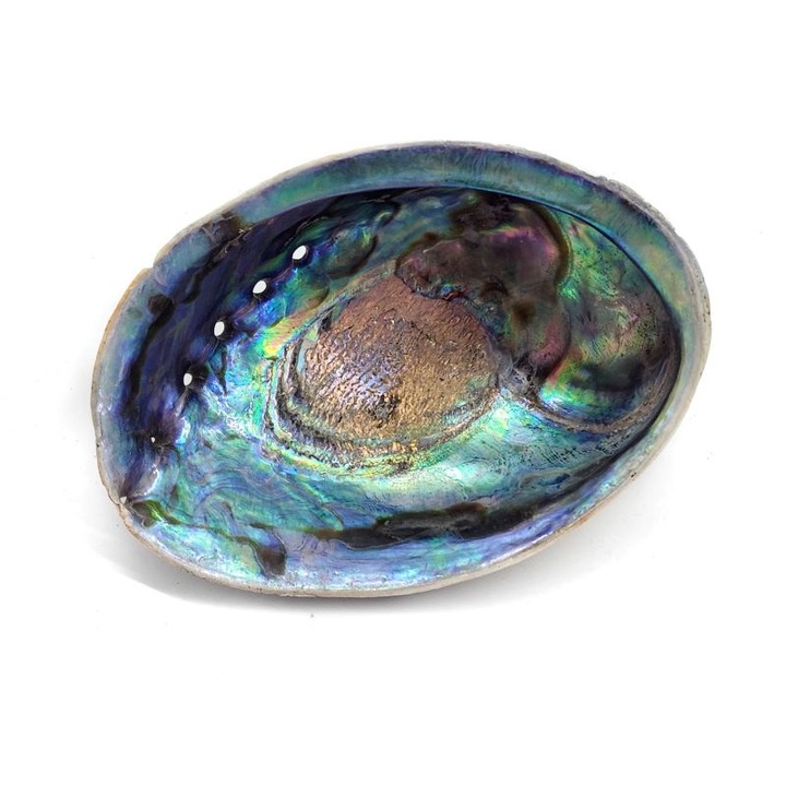 Füstölő kagyló Abalone Haliotis Iris, 14-15 cm