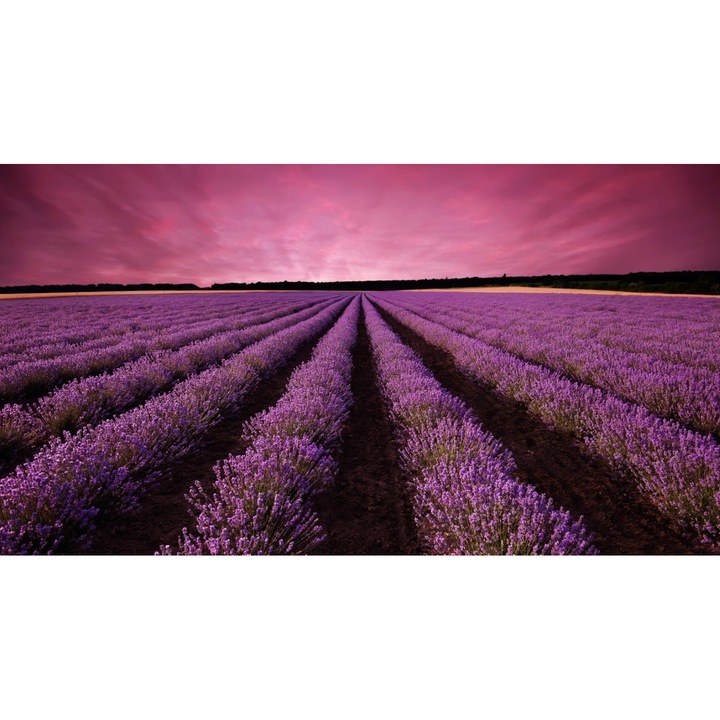 Fototapet Camp lavanda, apus de soare, 350 x 200 cm
