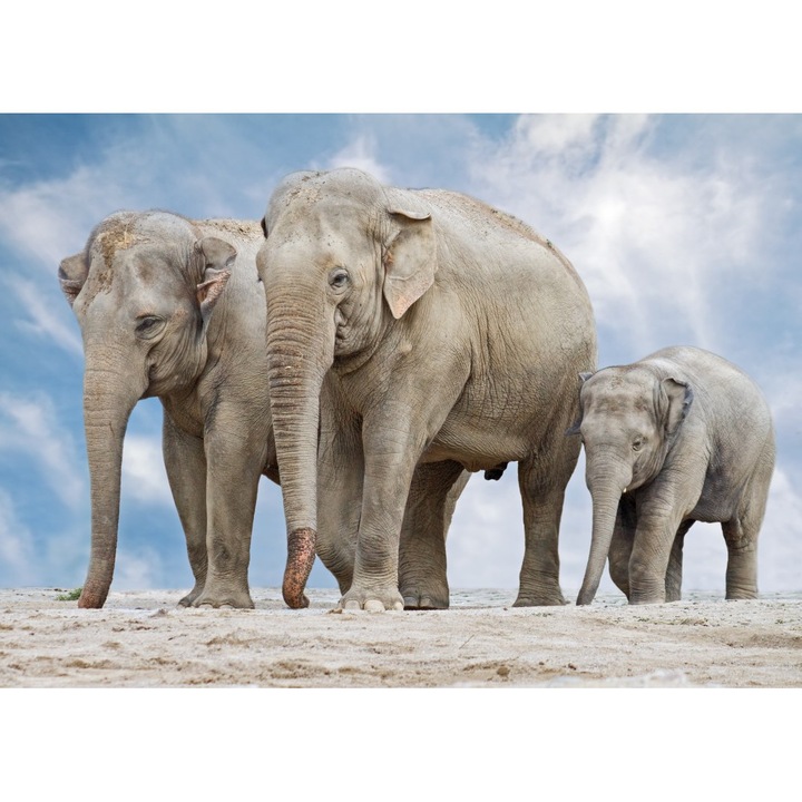 Fototapet Familie de elefanti, 350 x 200 cm