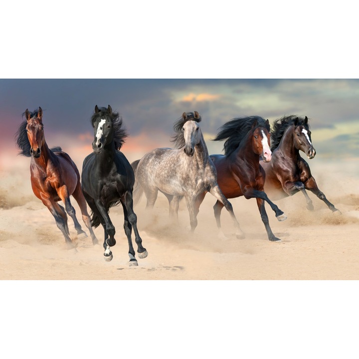 Fototapet Turma de cai, galop, desert, nisip, 350 x 200 cm