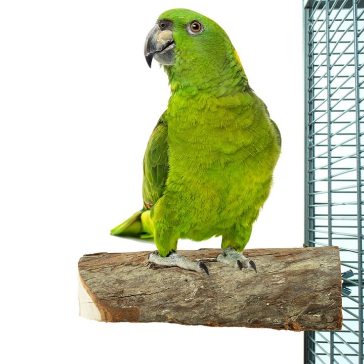 Играчка за папагали, BACK ZOO NATURE, дърво, кафяво, 12x6см