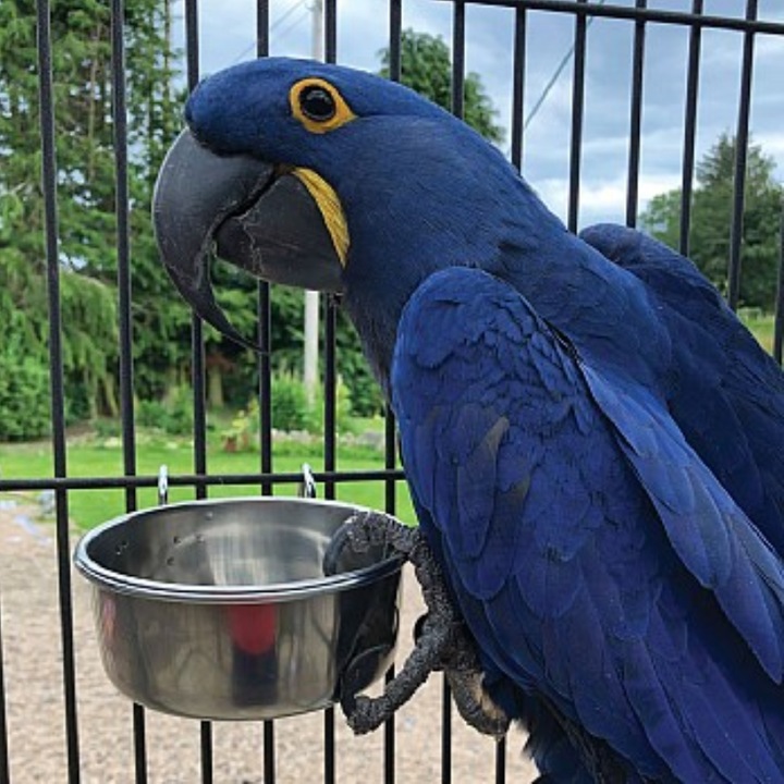 Castron metalic PREVUE M, 600ml, 12x6cm, inox