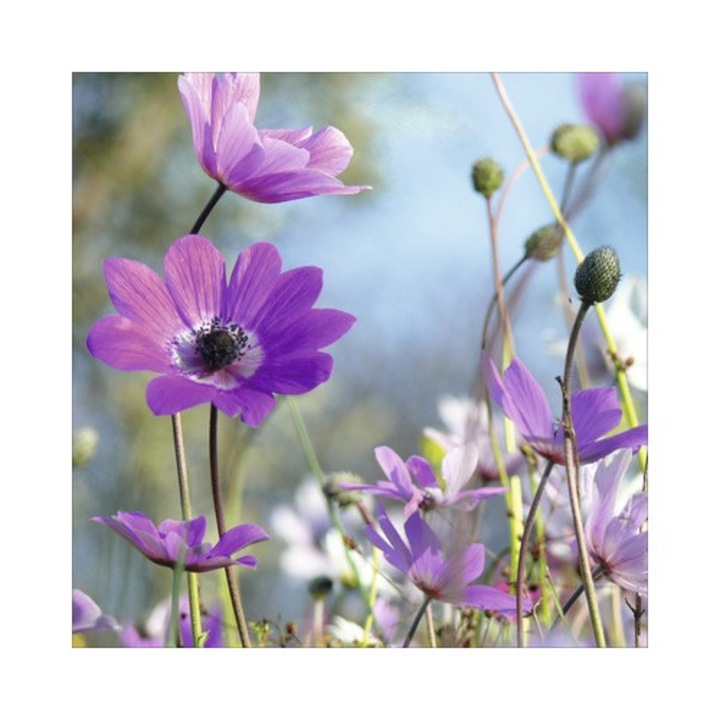 Tablou Sticla Purple Flowers I 20x20 Cm