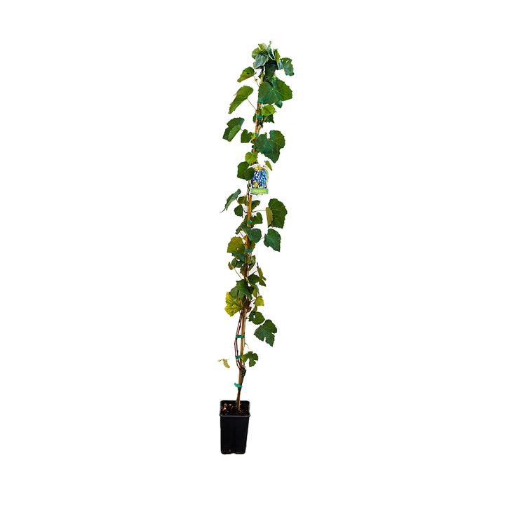 Vita de vie Capsunica, Vitis Vinifera Isabella Nera, ghiveci 3.6L, H 150-170 cm, pentru vin, rosu