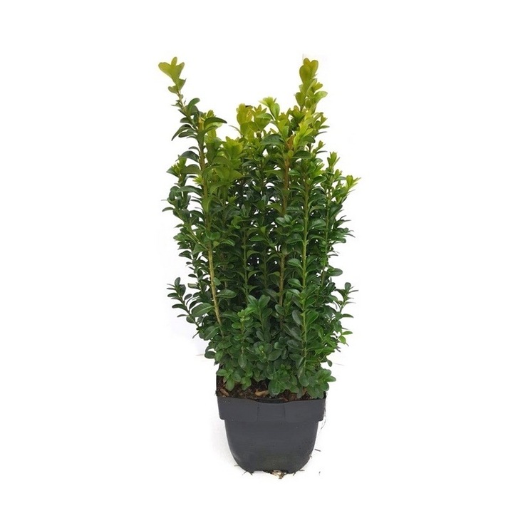Planta ghiveci de Buxus sempervirens 20-25cm