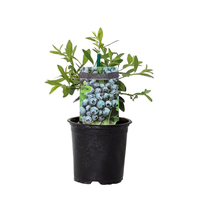 Planta ghiveci de Afin urias Spartan 20-30cm