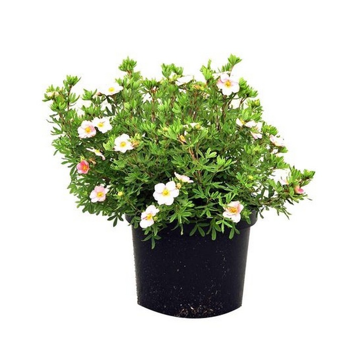Planta Roz Planta ghiveci de Potentilla fruticosa roz (True Pink) 30-40cm - eMAG.ro