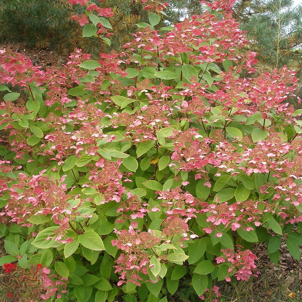 Planta Roz Planta ghiveci de Hortensie roz-rosiatica Early Sensation 20-30cm - eMAG.ro
