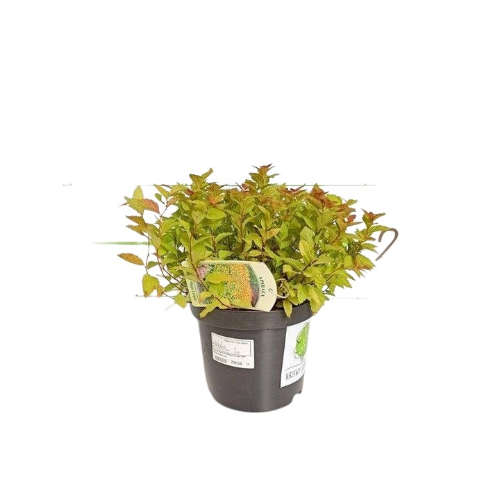 Planta ghiveci de Cununita roz-rosiatica (Magic Carpet) 30-40cm