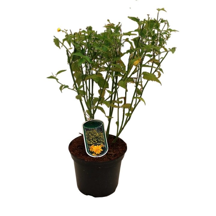 Planta la ghiveci de Teisor (Kerria japonica) 60-80cm