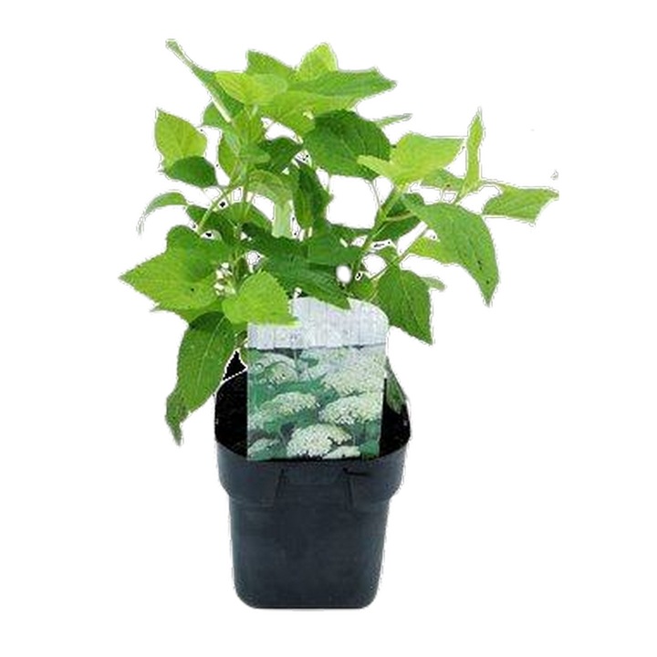 Planta ghiveci de Hortensie alba de padure (Annabelle) 45-60cm