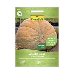 Bulbi, seminte si rasaduri