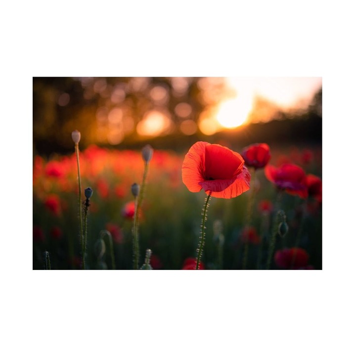 Tablou cu Maci Rosii 90x60 cm