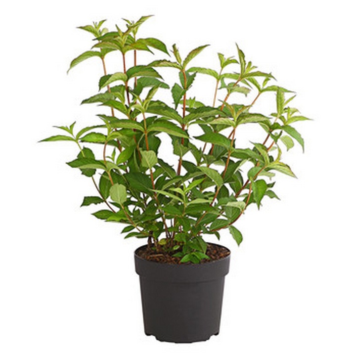 Planta ghiveci de Iasomie alba cu flori duble 20-30cm