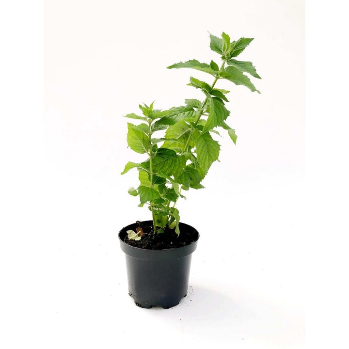 Planta ghiveci de Monarda roz ”Bee True” de 20-30cm