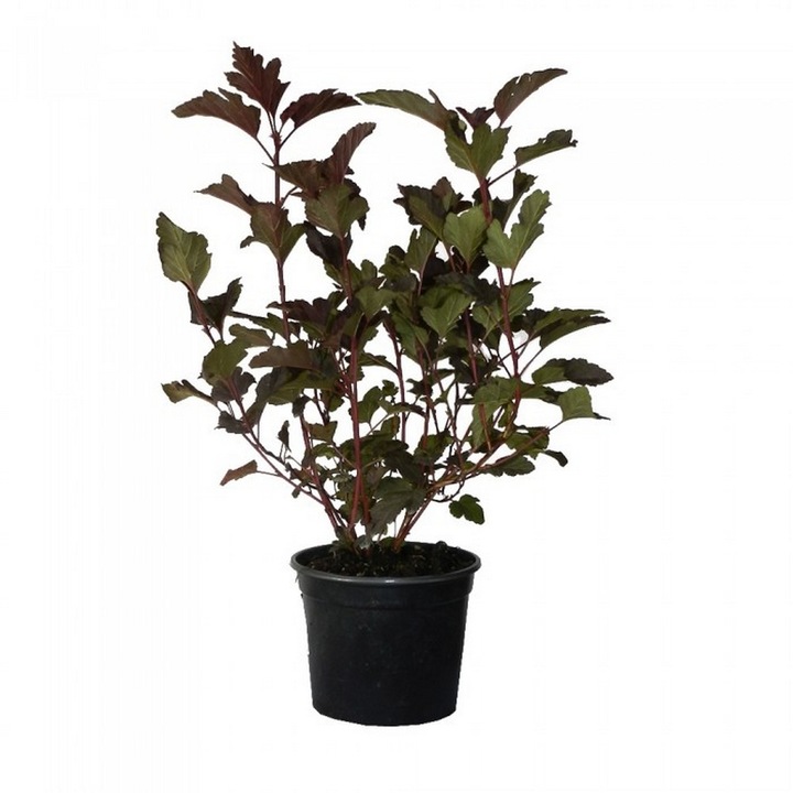 Planta ghiveci de Physocarpus (Red Baron) 40cm