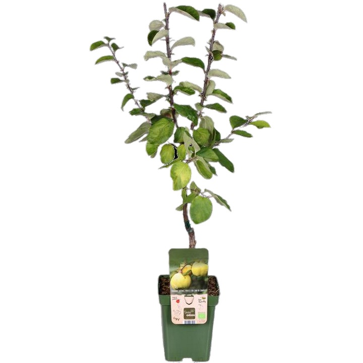 Planta ghiveci de Gutui Cydonia Oblonga de 30cm