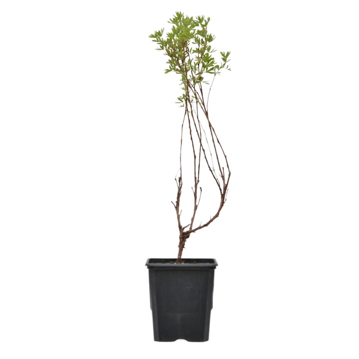 Planta ghiveci de Cununita roz (Anthony Waterer) 40-50cm