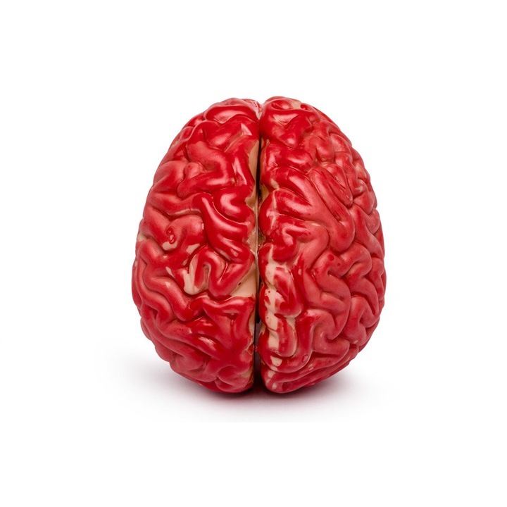 Creier artificial pentru studiu