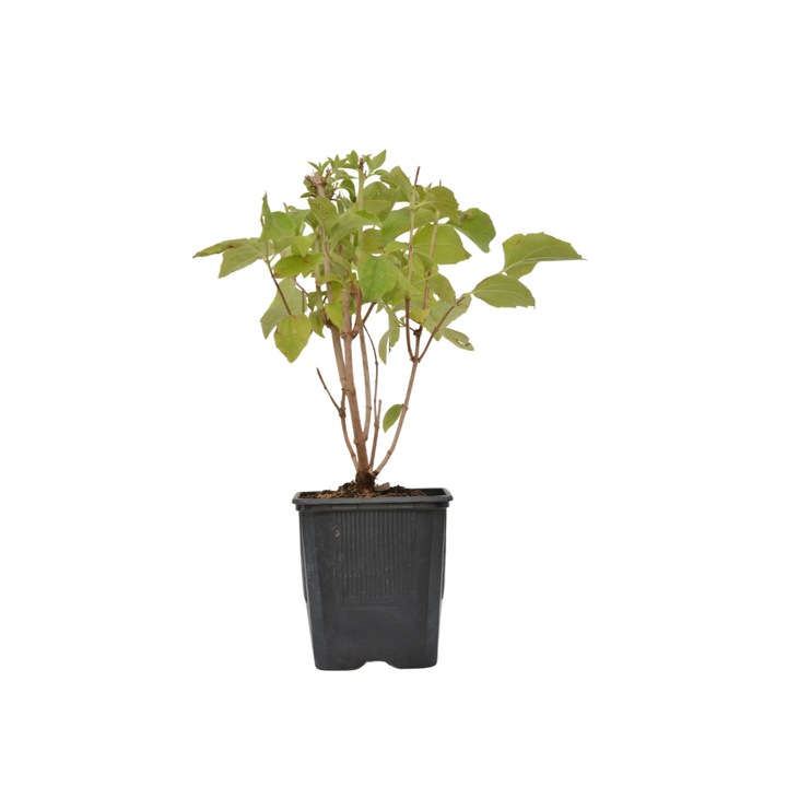 Planta ghiveci de Iasomia alba (Belle Etoile) 20-30cm