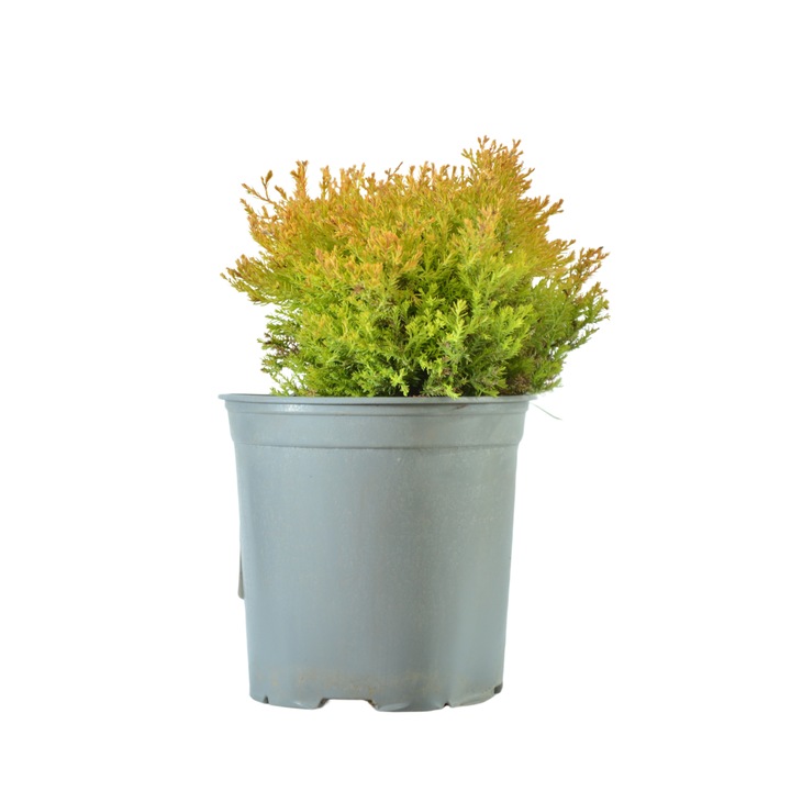 Planta ghiveci de Tuia aurie (Thuja Rheingold) 20-30cm