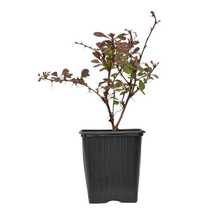 Planta ghiveci de Dracila rosie (Berberis Carmen) 20-30cm la ghiveci