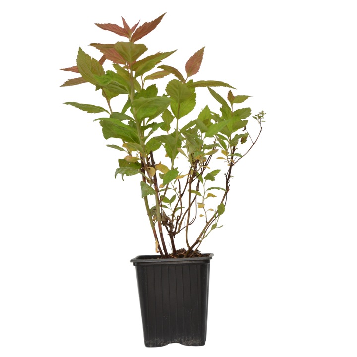 Planta ghiveci de Cununita macrophylla 30cm