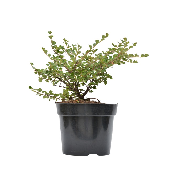 Planta ghiveci de Cotoneaster horizontalis de 25-35cm