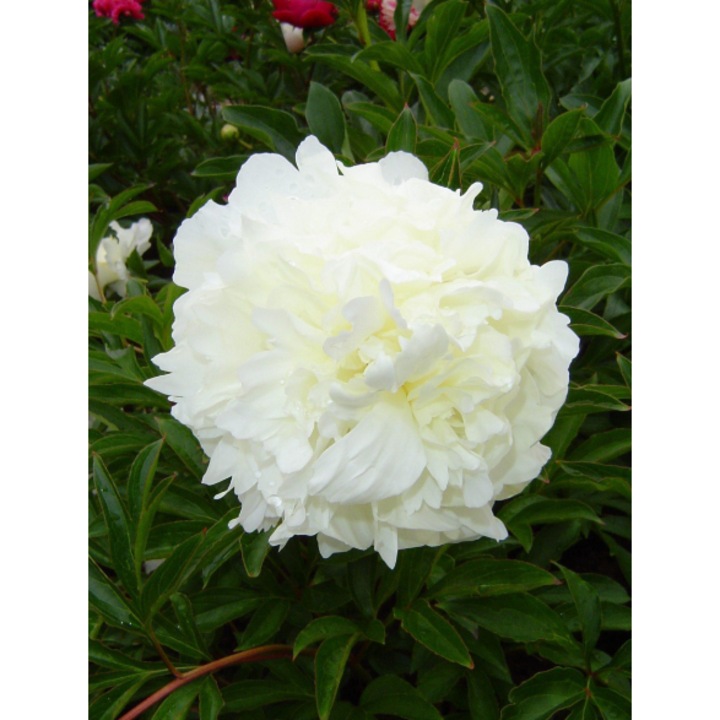 Bujor Miss Kelly, alb, flori duble, ghiveci 19 cm