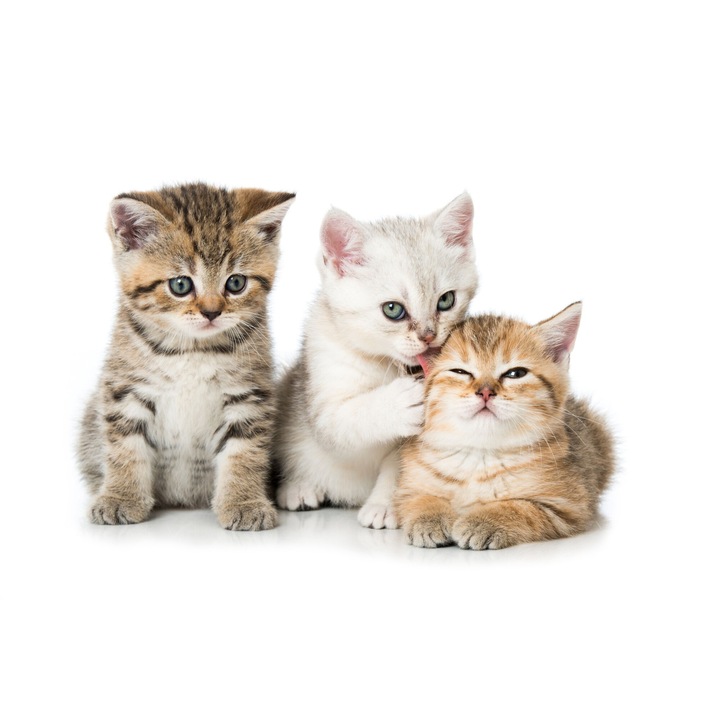 Fototapet, pentru copii, perete, decorare, animale realiste, pisici dragute, 260x390 cm