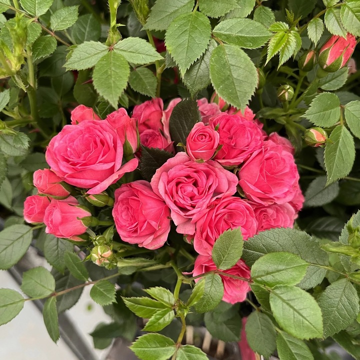 Planta Roz Planta ghiveci de Trandafir roz ”Rosa Pink” de 20-30cm - eMAG.ro