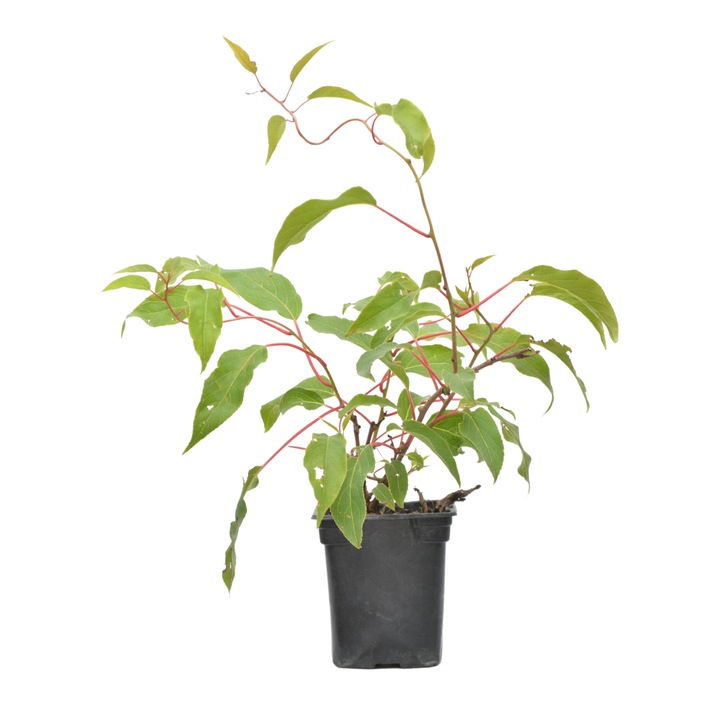 Planta ghiveci de Dracila purpurie pitica (Concorde) 20-30cm