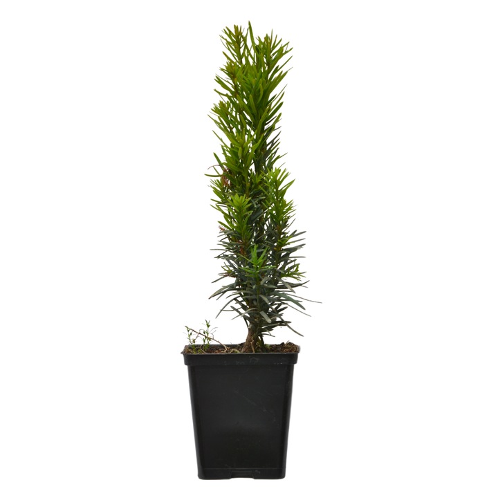 Planta ghiveci de Taxus vertical Robusta (Tisa) 20-30cm
