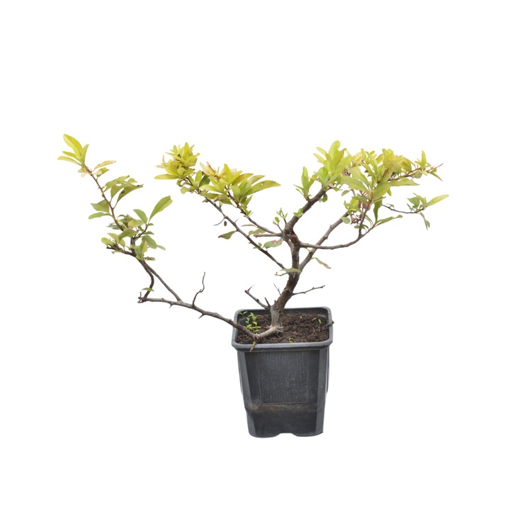 Planta ghiveci de Catina portocalie (Orange Glow) 30-40cm