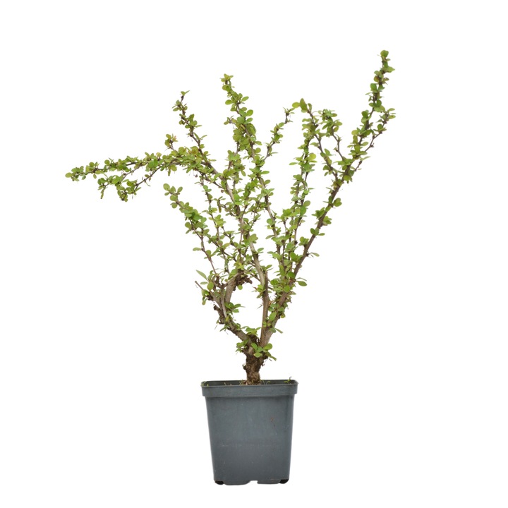Planta ghiveci de Dracila bicolora verde cu alb (Kelleris) 20-30cm