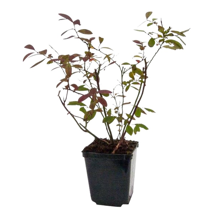 Planta ghiveci de Afin Sierra de 20-30cm