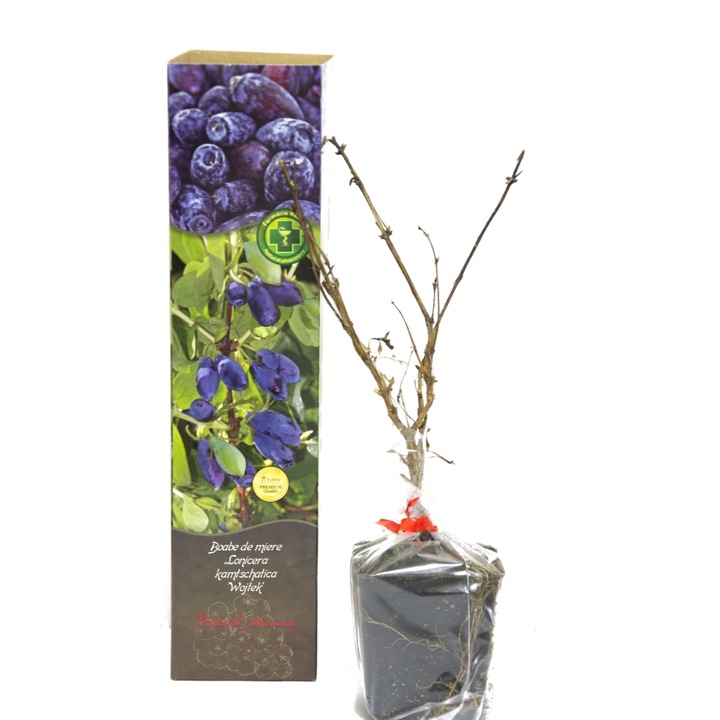 Planta ghiveci de Afin bob de miere (Lonicera ”Wojtek”) de 20-30cm