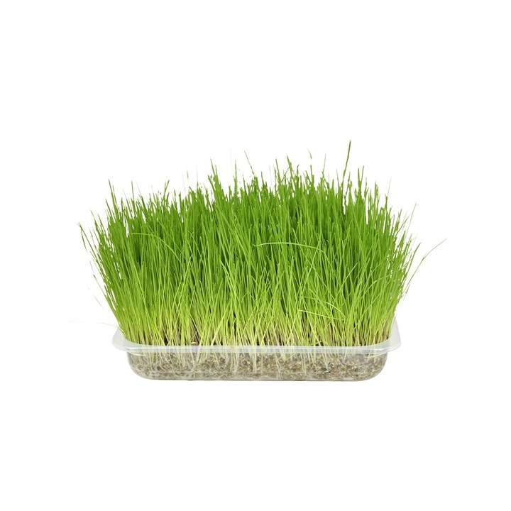 Seminte Iarba pisicii, Flamingo, pentru reglarea tranzitului intestinal, 90 g