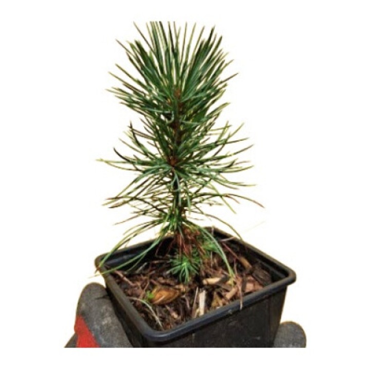 Pin Pinus aristata - 10-15 cm